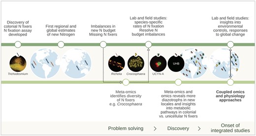 The contributions of physiology and omics to understanding the role of diazotrophy in the ocean N cycle (based on Zehr and Capone, 2020). Key events in the physiology timeline (top green line) include the estimation of N fluxes through nitrogenase activity (Dugdale and Dugdale, 1962), initial estimates of global marine N2 fixation rates (Capone et al., 2005) and the combining of lab and field measurements to understand individual diazotrophs and community contributions and constraints. Pivotal events in the omics timeline (lower green line) include problem solving (Zehr and Montoya, 2007) and discovery of diazotroph diversity including in unicellular cyanobacteria group A (UNCYN-A) and diverse uncultured heterotrophic bacteria (Martínez-Pérez et al., 2016). Recent examples of more integrated physiological and omics co-designed studies (Walworth et al., 2016; Qu et al., 2022) offer an important way forward.