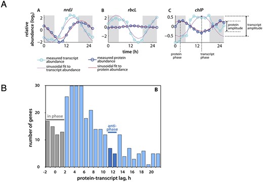 Examples of the potential for mismatches in transcriptomics versus proteomics in a pico-prokaryote over the diurnal light:dark cycle. (A) The diel cycling and amplitudes of transcripts and proteins in Prochlorococcus for Ribonucleotide reductase (nrdJ), the large sub-unit of Rubisco (rbcL) and Geranylgeranyl diphosphate reductase (chlP). (B) Histogram of lag-times for proteins and their transcripts for a 312 gene dataset. Antiphase refers to genes that are offset by ~12 h (i.e. 50%) of the diel cell cycle. Redrawn from Waldbauer et al. (2012).