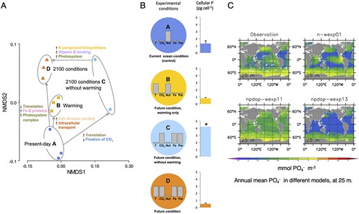 An example illustrating the utility of physiological metrics as a “currency converter” to link omics and biogeochemical modeling. (A) Higher (downward arrows) and lower expression (upwards arrows) of proteins in 4 treatments within a climate change manipulation experiment measured with proteomics (Boyd et al., 2015). Warming results in higher expression of P-containing proteins associated with translation. (B) Corresponding changes to the cellular P quotas (no change in cell size was observed) of the study subject, a lab culture of a subantarctic diatom, across the treatments A–D. This physiological metric reveals the causal link between lower expression of translation proteins and decreased P quotas (as previously described by Toseland et al., 2013). (C) A subset of global model projections of upper ocean phosphate (PO4−) stocks across biogeochemical models of different complexity (Kriest et al., 2010). The approaches employed in panels A and C can be linked using the cellular P quotas obtained from panel B.