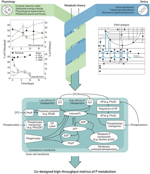The potential of reverse-engineering physiological metrics to provide better linkages with molecular tools using the example of phosphorus (P). Findings from a physiological study (top left; redrawn from Liefer et al., 2019. PLs = phospholipids) using a cluster of long-established metrics (residual P pools/intracellular storage of inorganic P) to compare the P allocation strategies of a diatom (Thalassiosira pseudonana) and a prasinophyte (Micromonas sp.). Other physiological approaches (top left green box) include measuring enzyme reaction rates, clever experimental design (Bell, 2019), quantifying adenylate energy charge (Karl, 1980) and tracking metabolite pools and fluxes (Moran et al., 2022). The top right figure is a Kyoto Encyclopedia of Genes and Genomes (KEGG) map from Interactive Pathways Explorer v3 (iPath) (https://pathways.embl.de; Letunic et al., 2008; Darzi et al., 2018). iPath is a web-based tool for the visualization and analysis of cellular pathways from omics (e.g. see Nunn et al., 2013 for Fe replete versus Fe deplete proteomes). In this example, the search terms “phosphate” and “oxidative phosphorylation” returned compound C00009 (https://www.genome.jp/dbget-bin/www_bget?C00009) and map00190 (https://www.genome.jp/dbget-bin/www_bget?map00190), respectively. The results are shown in the iPath panel as the blue dot (phosphate; C00009) and the blue line (map00190) connecting compounds (nodes) with enzymes (lines). Combining approaches—denoted by the green and blue intersecting arrows—will improve underpinning biochemical theory and identify candidate enzymes and pathways for the co-design of new physiological assays, as depicted in the bottom cartoon summarizing putative phosphorus uptake, metabolism and storage in phytoplankton (redrawn and simplified from Fig. 4 in Lin et al., 2016). The present cartoon is for a cyanobacterium, which in addition to the plasma membrane, also contains a semipermeable outer membrane (shown as a dotted line). Abbreviations: ADP = adenosine diphosphate; ATP = adenosine triphosphate; AP = alkaline phosphatase; Pi = inorganic phosphorus; PolyP = polyphosphate; gene names as described in Lin et al., 2016).