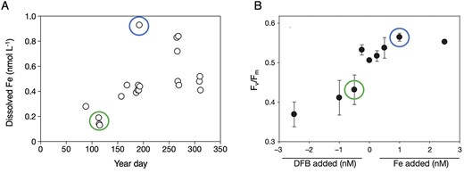 Utility of environmental context to define the present physiological status of cells in relation to prior oceanic conditions. (A) Dissolved Fe time series for the upper ocean in the subtropical Atlantic (BATS site) that reveals conspicuous aerosol Fe inputs (>0.5 nmol L−1) along with the influence of eddy activity (<0.3 nmol L−1) on dissolved Fe concentrations (Sedwick et al., 2020). (B) Photosynthetic efficiency of PSII (Fv/Fm) measured in deckboard incubation experiments “titrated” with dissolved Fe concentrations by either lowering bioavailable Fe using the fungal siderophore desferrioxamine B (DFB) or increasing it with chelated inorganic Fe addition (from Wilhelm et al., 2013). The circles denote putative linkages between chemical stocks and biological responses (blue = high Fe; green = low Fe).