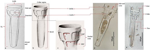(a) Stelidiella fenestrata from Kofoid and Campbell (1929); (b) S. fenestrata from Kofoid and Campbell (1939); (c) expanded view of S. fenestrata Collar region (Kofoid and Campbell, 1939) showing length (l) and width (w) of fenestral windows, i.e. sub-quadrangular fenestra (SQF); sub-rectangular fenestra (SRF) as well as Nuchal cone; (d) S. fenestrata from the current study showing sub-oral cone; (e) S. fenestrata showing OM, collar and fins.