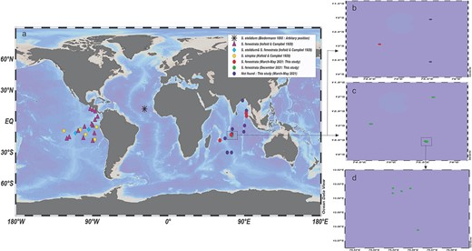 (a) Occurrences of Stelidiella species in world oceans based on literature and observations in the Indian Ocean. (b) Distribution of Stelidiella during March–May 2021. (c) Distribution of S. fenestrata during the December 2021–January 2022 cruise. (d) Elaborating the nearby stations during the December 2021–January 2022 cruise.