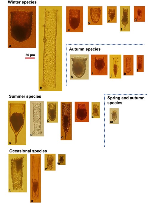 Photos of 23 tintinnid species observed in Tie Harbor. Tintinnids were categorized into four seasonal species groups (see Fig. 4) and an occasional species group: Winter species: (a) Tintinnopsis japonica; (b) Leprotintinnus simplex; (c) Tintinnopsis tubulosoides; (d) Tintinnopsis brasiliensis; (e) Tintinnopsis rapa; (f) Tintinnopsis tocantinensis; (g) Tintinnopsis beroidea; Autumn species: (h) Tintinnopsis schotti; (i) Tintinnopsis tentaculata; (j) Amphorellopsis acuta; (k) Tintinnopsis tubuformis; (l) Tintinnidium primitivum; Spring and autumn species: (m). Tintinnopsis amoyensis; Summer species: (n) Favella ehrenbergii; (o) Leprotintinnus nordqvisti; (p) Tintinnopsis digita; (q) Tintinnopsis radix; (r) Tintinnopsis chinglanenesis; (s) Tintinnidium sp. 2; Occasional species: (t) Tintinnopsis estuariensis; (u) Eutintinnus sp.; (v) Tintinnidium sp. 1; (w) Tintinnopsis corylicarpa.