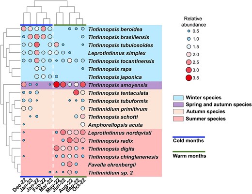 Cluster analysis of the average abundance of 19 tintinnid species in Tie Harbor, except for 4 occasional species. Tintinnid abundances were converted to log10(20*abundance+1) for statistical analysis. Tintinnids were clustered into four seasonal groups, i.e. winter species group, autumn species group, summer species group and spring and autumn species group. The 10 study months were clustered into cold months group and warm months group, the same as the cluster analysis in Fig. 2.