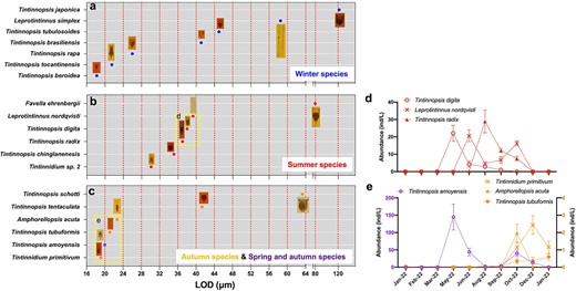 Lorica oral diameter (LOD) size-class of tintinnid species in different seasonal groups (a-c) and the abundance variations of different tintinnid species in the same LOD size-class (d, e).