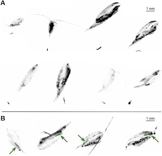 Underwater Vision Profiler 5 images of (A) copepods (prosomes measuring from 4.5 to 10.8 mm) and potential fecal pellets, and of (B) copepods with visible guts highlighted and indicated by arrows (guts measuring 2.06 mm, 1.77 mm, 1.64 mm and 1.84 mm from left to right).