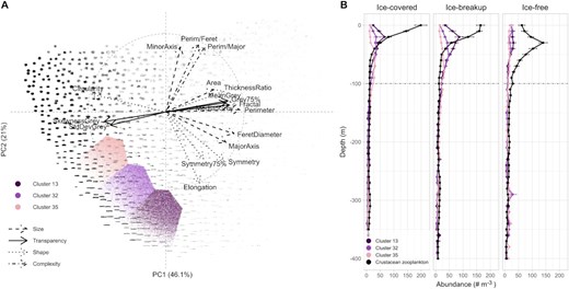 (A) Distribution of pellet-like particles from cluster #13, cluster #32 and cluster #35 along the two first significant axes of the morphological space of non-living particles imaged using the Underwater Vision Profiler 5 and (B) their abundance profiles along with those of crustacean zooplankton imaged (# m−3) in three sea-ice conditions. PC1 represents transparency and PC2 circularity. Background images reflected typical morphology of the particles in each location of the morphological space.