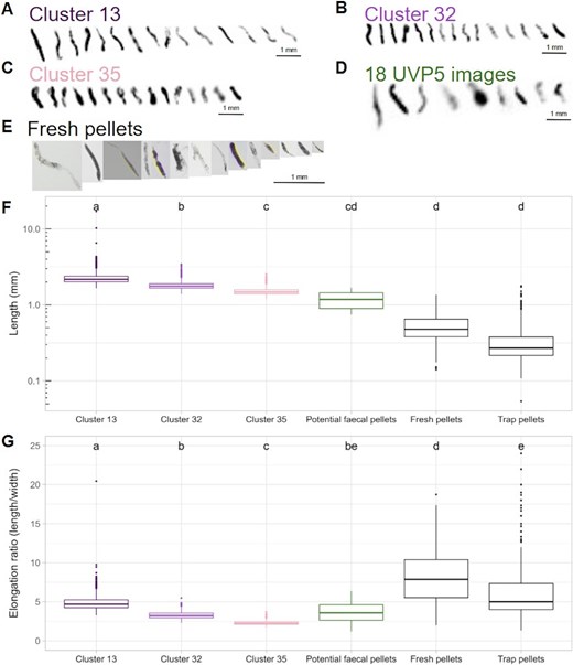 Images of particles from (A) pellet-like cluster #13, (B) cluster #32 and (C) cluster #35, and images (D) of the 18 potential fecal pellets and (E) of incubation pellets. Note the different scales in panel (E). Boxplots of the lengths (F, mm) and elongation ratios (G) of pellet-like particles identified from Underwater Vision Profiler 5 (UVP5) images in cluster #13 (n = 16 909), cluster #32 (n = 15 671) and cluster #35 (n = 18 191) or visually identified (n = 18), of copepod fresh pellets (n = 147) or of trap pellets collected in sediment traps (n = 3 769). Significant differences are indicated by letters (Kruskal-Wallis test followed by Dunn pairwise test; P < 0.05). Note the logarithmic y-axis for (F).