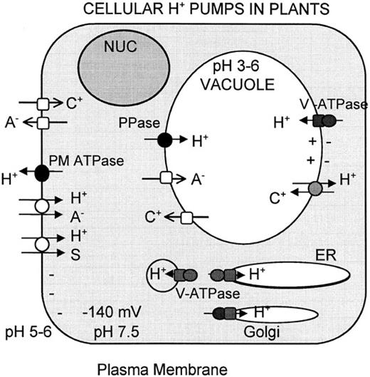 Three Types of H+ Pumps in Plant Cells.