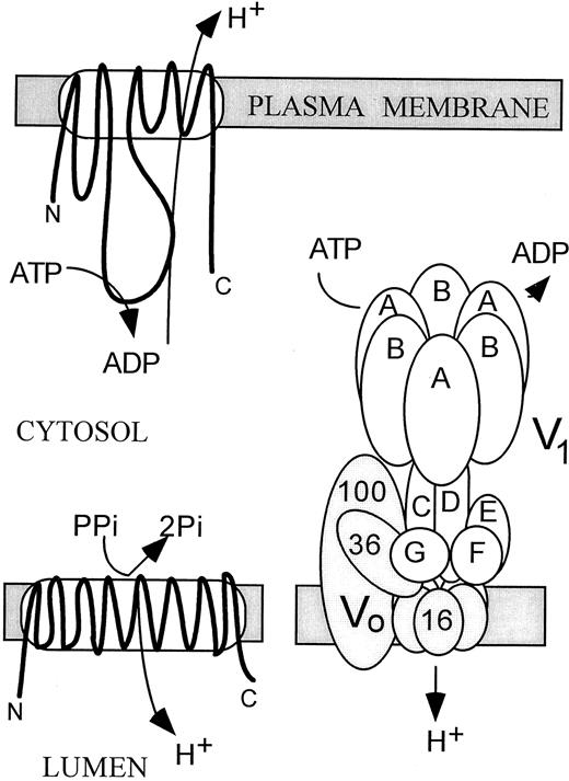 Structures of the 100-kD PM H+-ATPase (top), the 81-kD H+-PPase (lower left), and the 650-kD Multimeric V-ATPase (lower right) of Endomembranes.