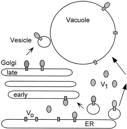 Model for the Synthesis, Targeting, and Regulation of the V-ATPase in Plants.