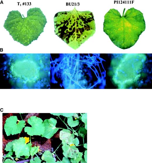 Macroscopic and Microscopic Appearance of Downy Mildew in Melon Leaves.