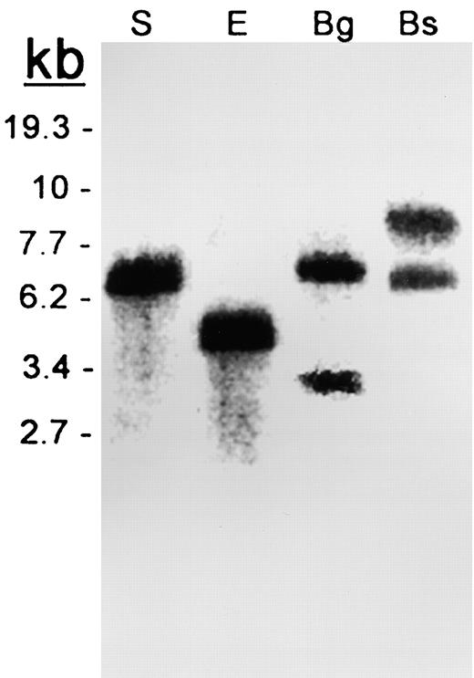 DNA Gel Blot Analysis of the Resistant Melon PI.