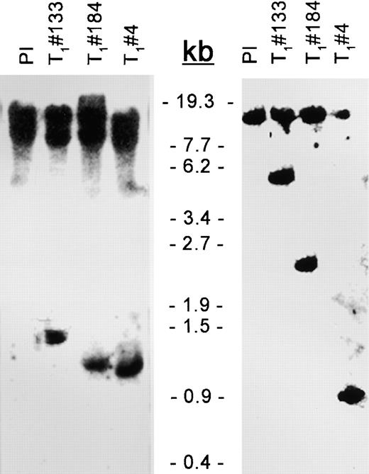 DNA Gel Blot Analysis of Transgenic Plants Overexpressing At1 or At2.