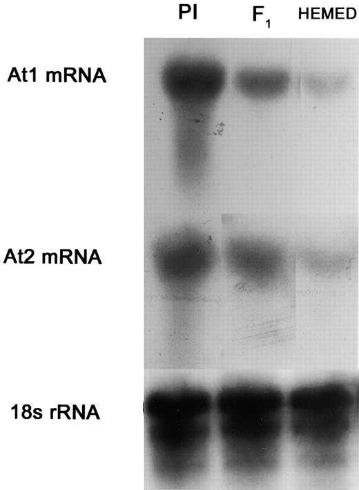 RNA Gel Blot Analysis of At1 and At2 from Leaves of the Downy Mildew–Susceptible Hemed, the Resistant PI, and Their F1 Hybrid Offspring.