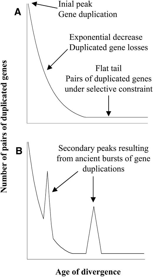 Theoretical Age Distributions of Pairs of Duplicated Genes in a Genome.