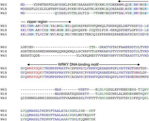 Sequence Comparison of WRKY18, WRKY40, and WRKY60.