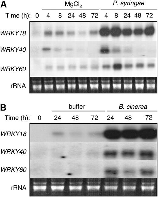 Pathogen-Induced Expression of WRKY18, WRKY40, and WRKY60.