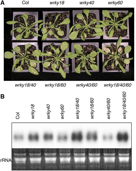 Altered Response of WRKY Mutants to B. cinerea.