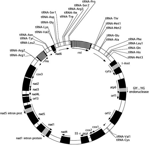 The Structure of the Mitochondrial Genome.