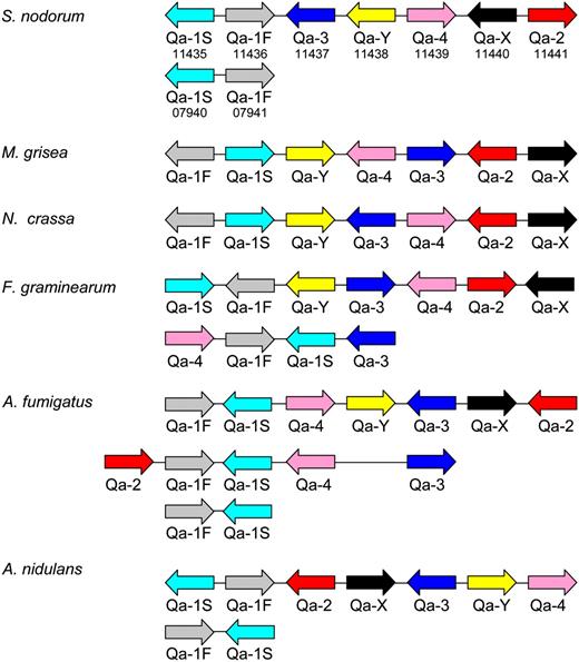 Organization of the Quinate Cluster from Several Sequenced Fungal Genomes.
