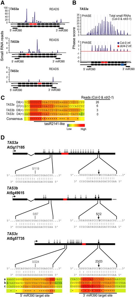 Identification of New Loci and miR390 Target Sites in the TAS3 Family.