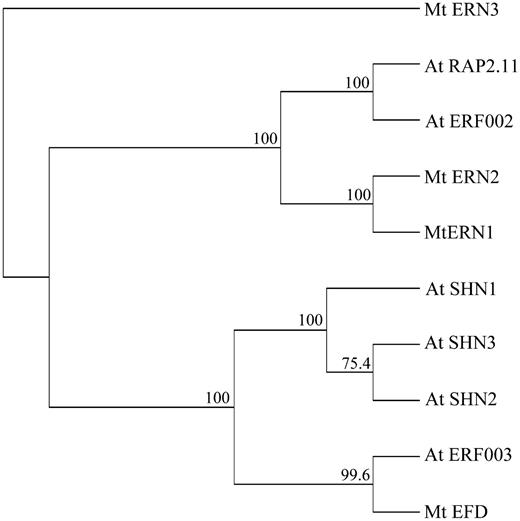 Phylogenetic Tree of Group V ERFs from Arabidopsis and M. truncatula.