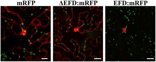 Nuclear Localization of EFD:RFP Fusion Protein.