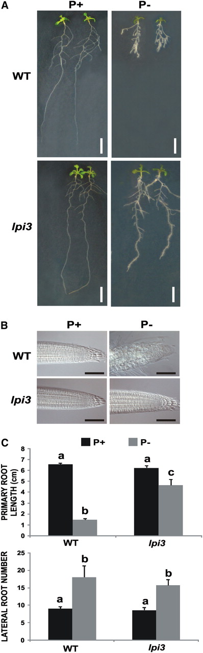 Effect of Pi Availability on LR Formation in the Phosphate-Insensitive lpi3 Arabidopsis Mutant.