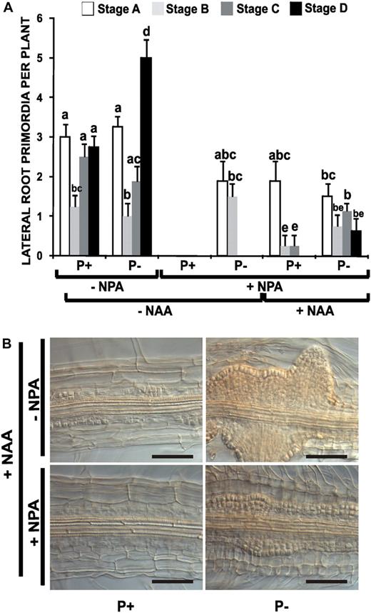 Effect of Auxin Transport Inhibition on LR Development in Arabidopsis Seedlings.