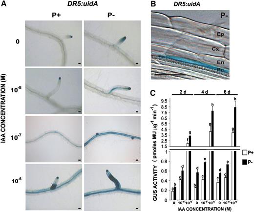Effect of Pi Availability on the Temporal and Spatial Expression Patterns of the Auxin-Responsive Gene Marker DR5:uidA in Arabidopsis Roots.