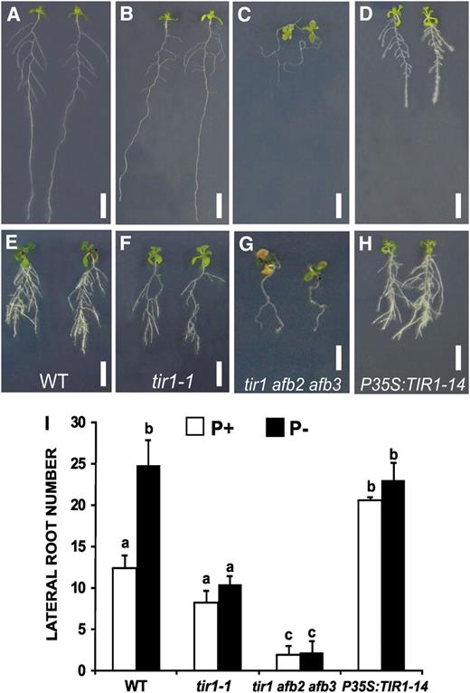 Effects of the tir1-1 Mutation and TIR1 Overexpression on LR Formation in Response to Pi Availability.