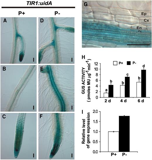 Effect of Pi Availability on the TIR1 Expression Pattern.