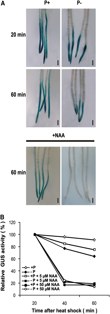 Effect of Pi Availability on AXR3 Degradation.