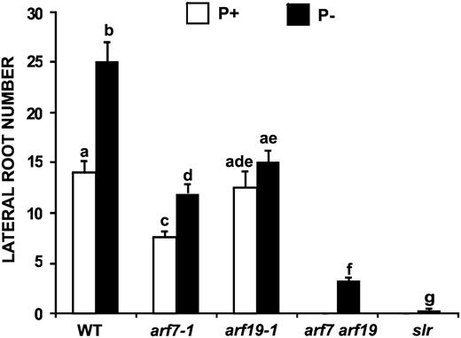Effect of Pi Availability on LR Formation in Auxin Response Mutants.