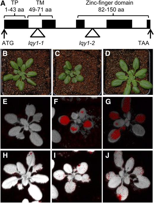 Mutations of the LQY1 Gene Cause Altered Chlorophyll Fluorescence Parameters.
