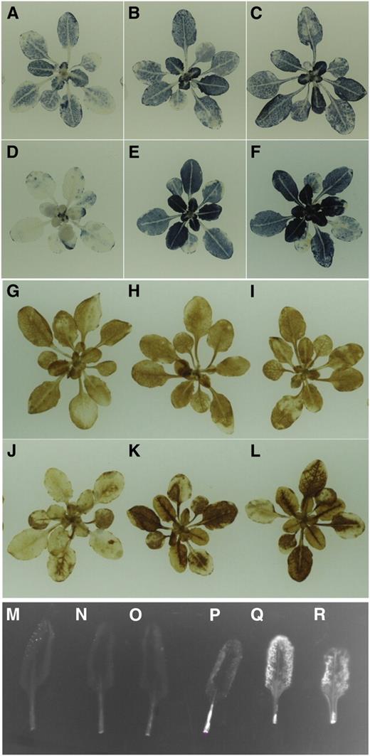Analysis of ROS in Wild-Type and lqy1 Mutants.