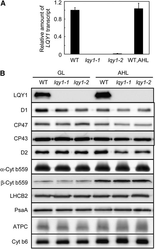 Analysis of LQY1 Transcript and Thylakoid Membrane Protein Accumulation.