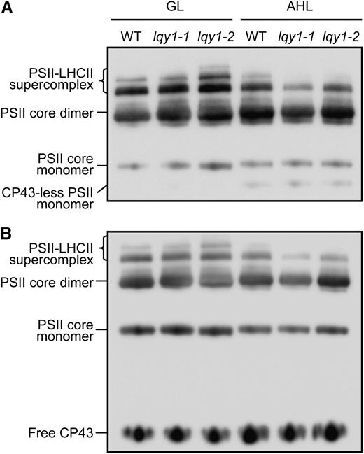 Immunological Analysis of PSII Complexes Separated by BN-PAGE.