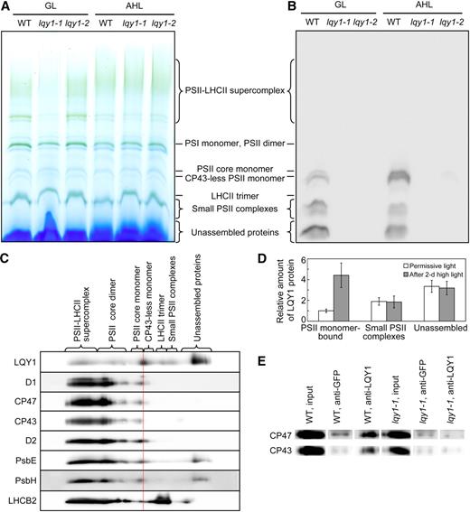 Evidence for Interaction of LQY1 Protein with PSII Protein Complexes.