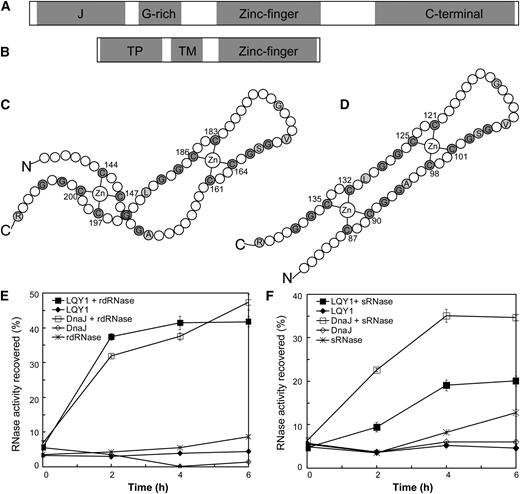 The LQY1 Zn Finger Domain Has Protein Disulfide Isomerase Activity.
