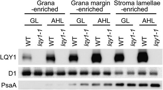 Analysis of LQY1 Protein in Grana-, Grana Margin-, and Stroma Lamellae-Enriched Thylakoid Membranes.