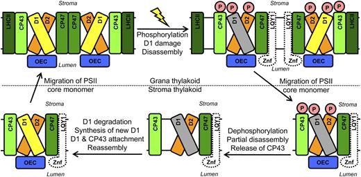 PSII Repair and Reassembly and Hypothetical Role of LQY1.