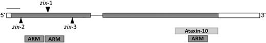 Ds Insertion Locations in zix Alleles and Protein Domains in ZIX.