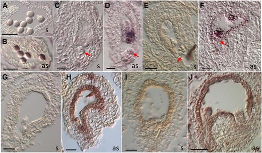 ZIX Expression in Mature Gametophytes and Early Seeds.
