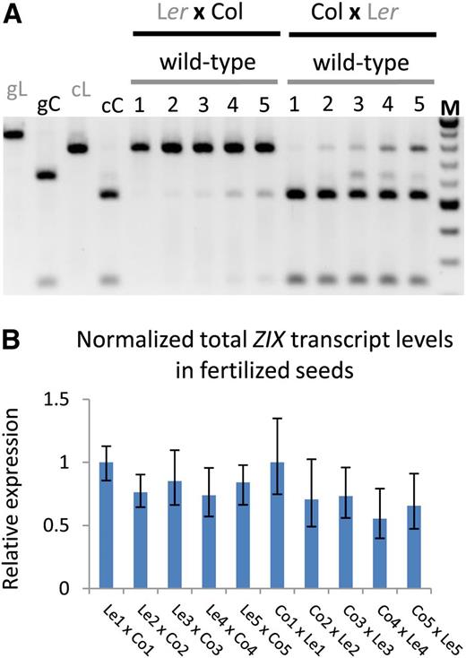 Allele-Specific ZIX Transcript Levels in Fertilized Seeds.