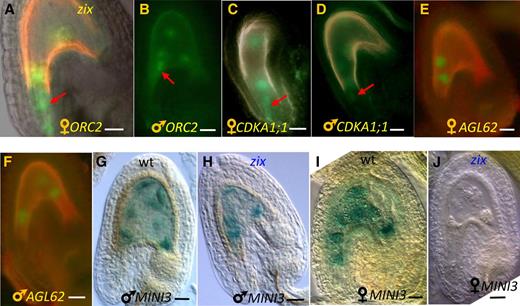 Effects of Maternal zix Allele on the Expression of Other Genes in Early Seeds 2 DAP.