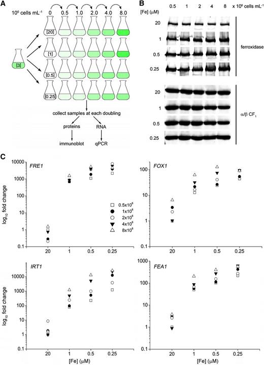 Iron Nutrition–Dependent Expression of Genes Encoding Components of Iron Assimilation Pathways.