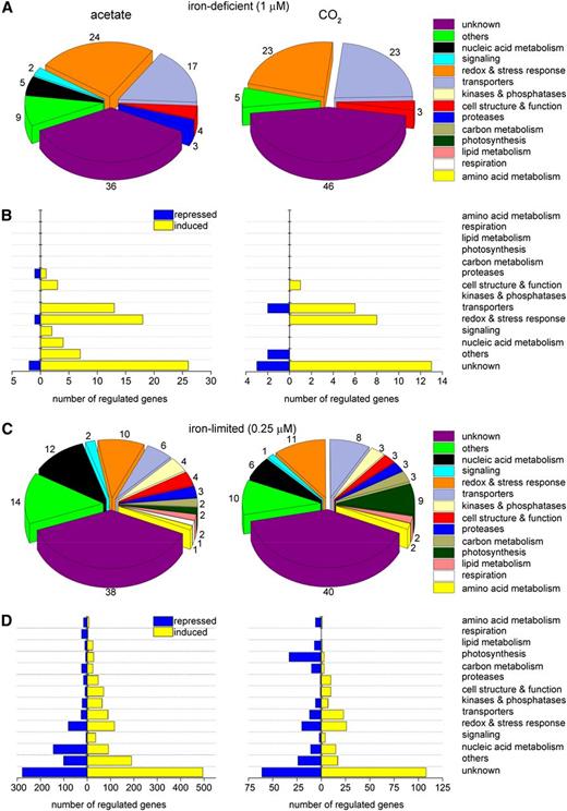 Similar Pathways Are Affected by Iron Nutrition in CO2- versus Acetate-Grown Cells.